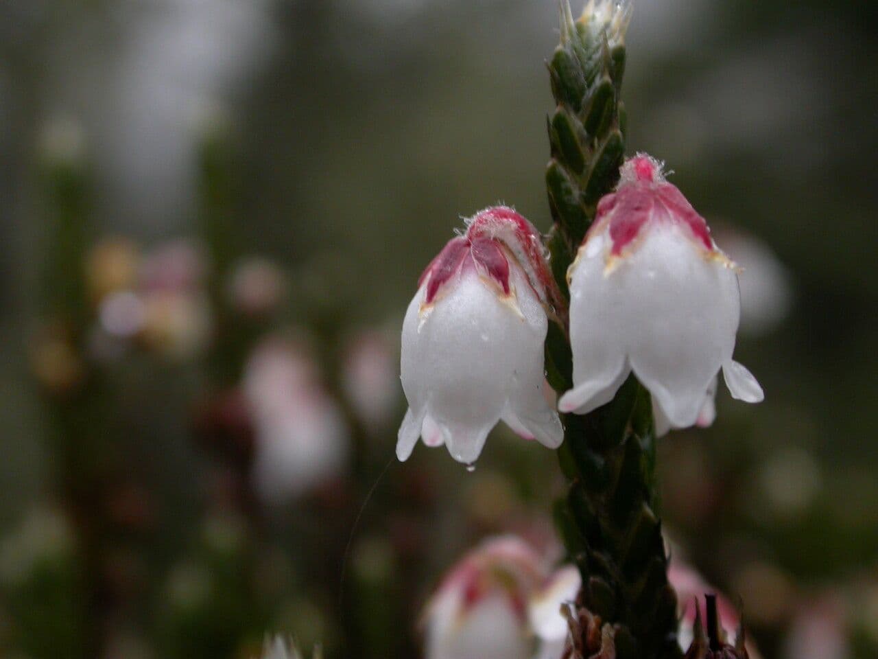 Cassiope fastigiata 3