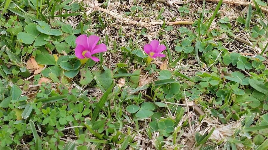 Oxalis pourpre 6