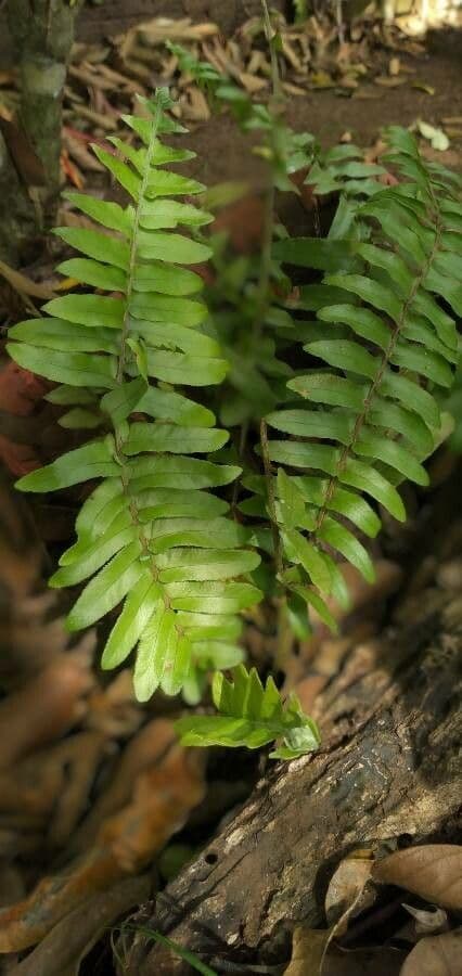 Nephrolepis 14