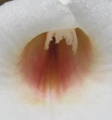Trichopilia 2