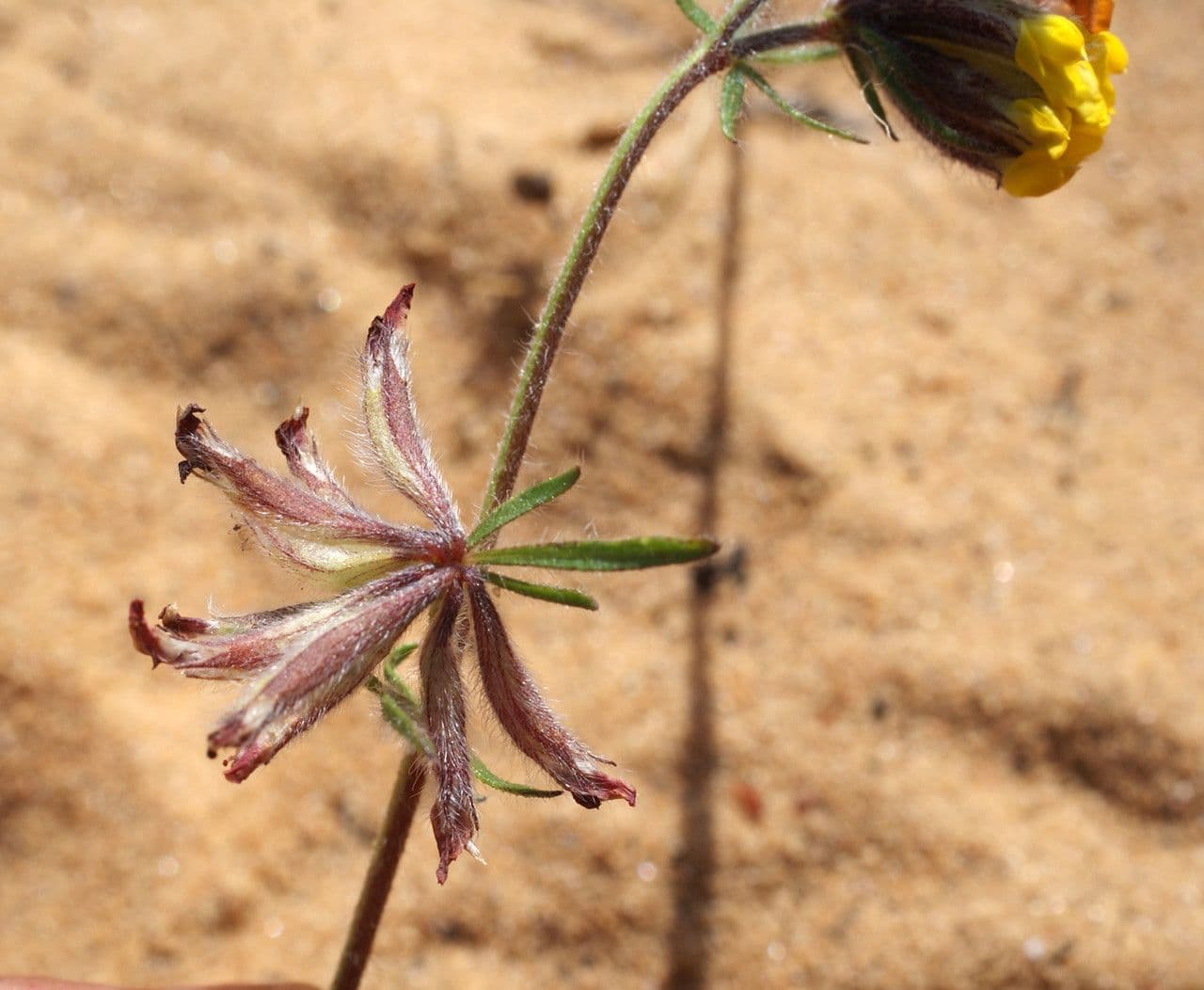 Anthyllis 2