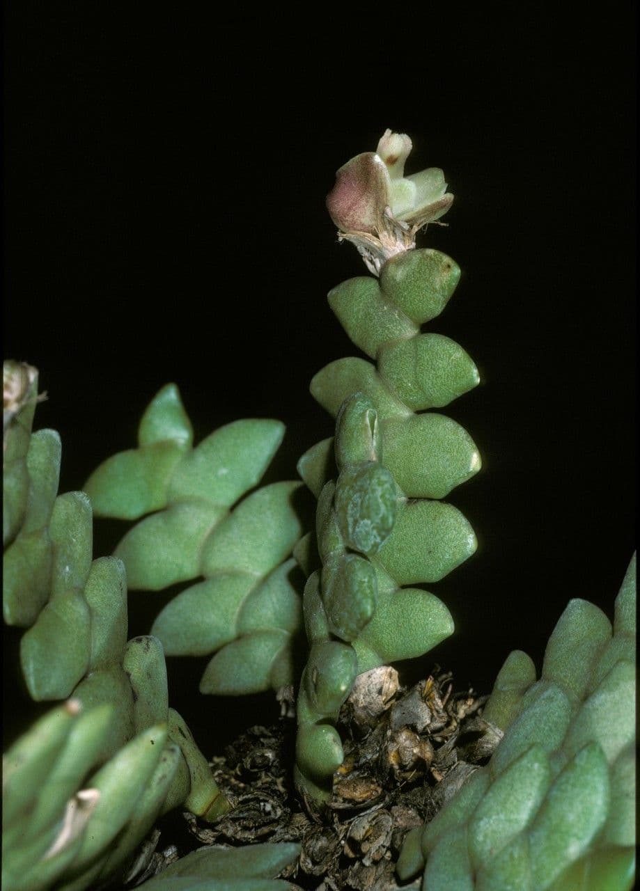 Dendrobium