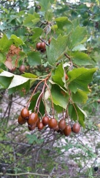 Jarabina brekyňová 27