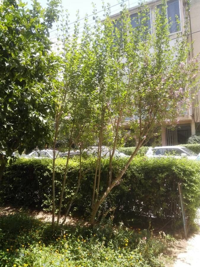 Karomia 5