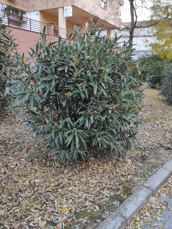 Oleandro 14