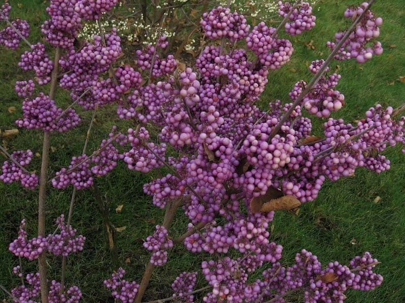 Callicarpa giapponese 13
