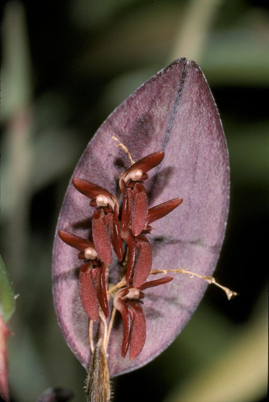 Trichosalpinx 3