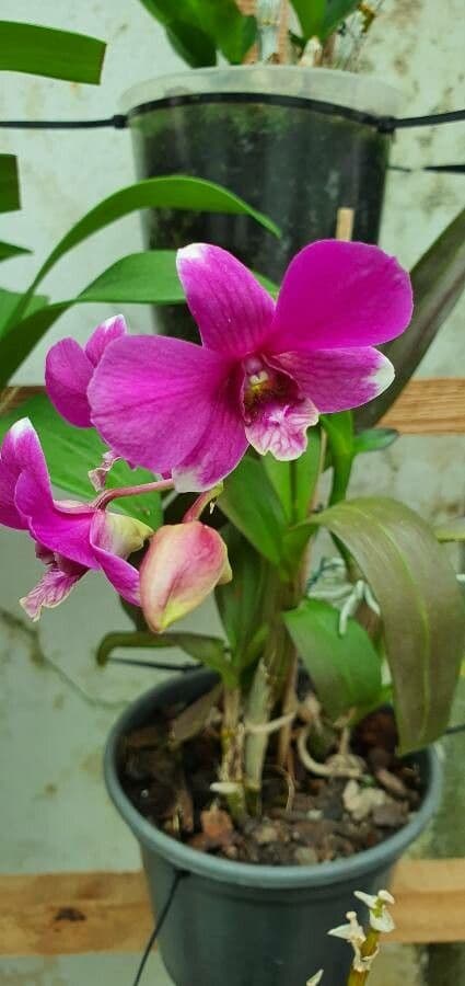 Dendrobium bigibbum 4