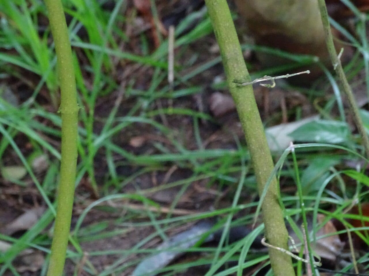 Loeseneriella 3