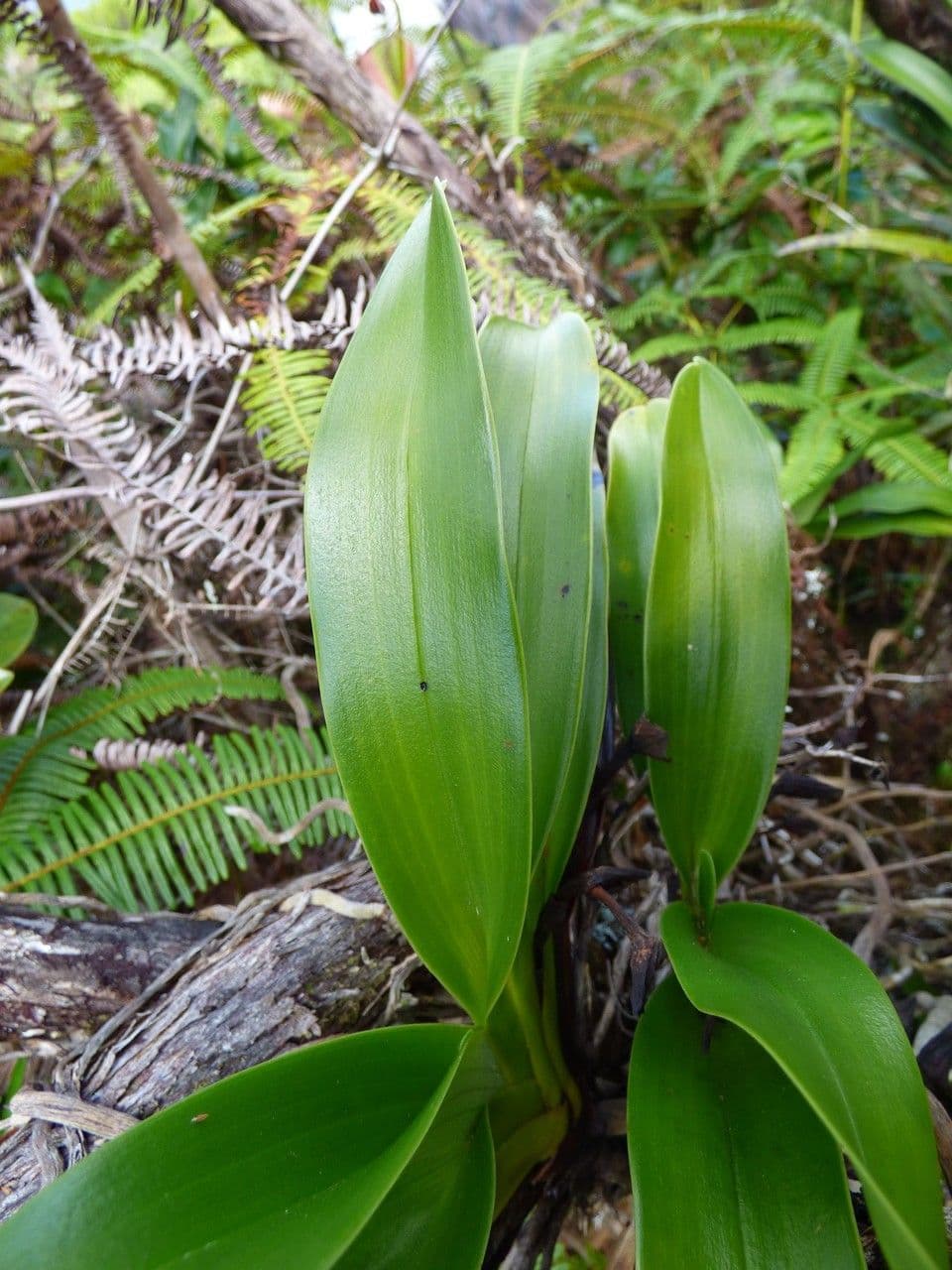 Angraecum 5