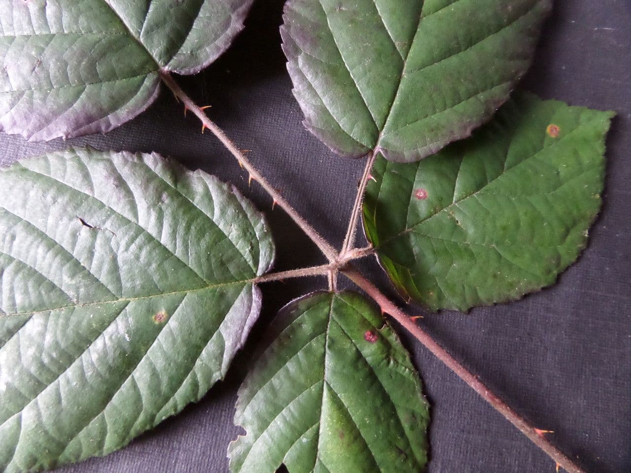 Großblättrige Brombeere 18
