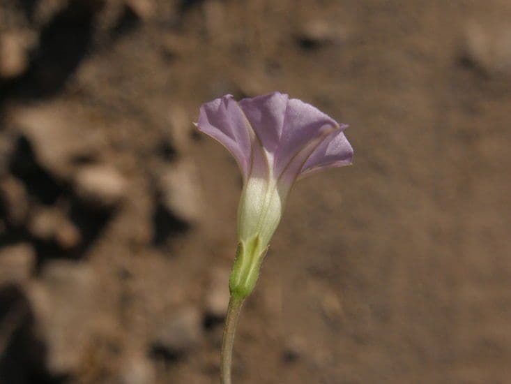 Ipomoea ternifolia 5