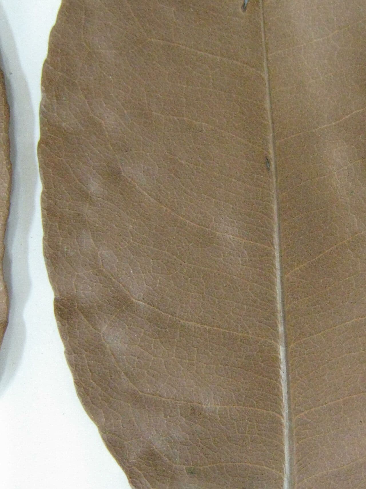 Sacoglottis 10