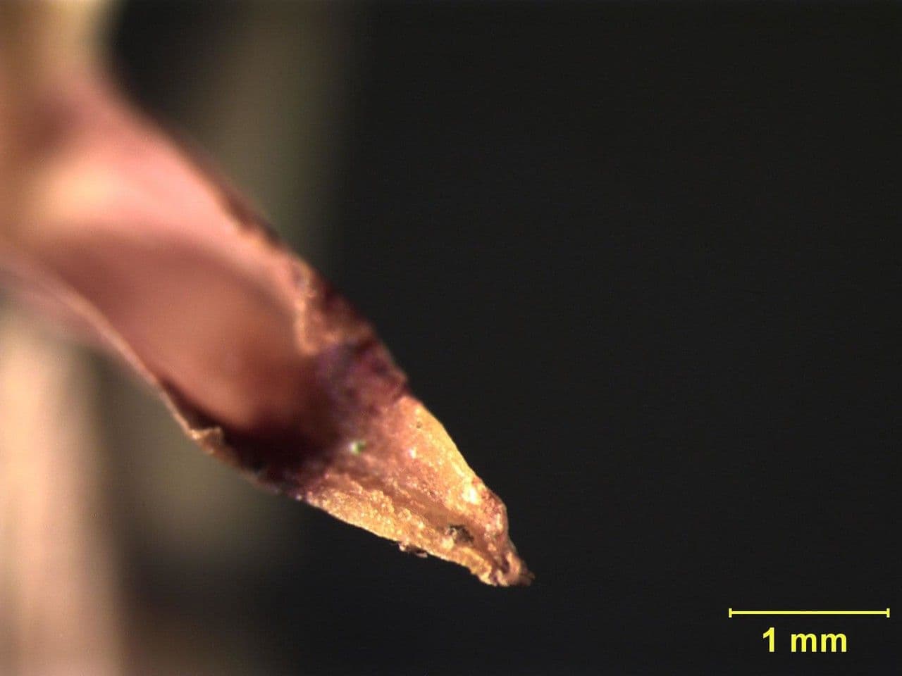 Maxillaria 16