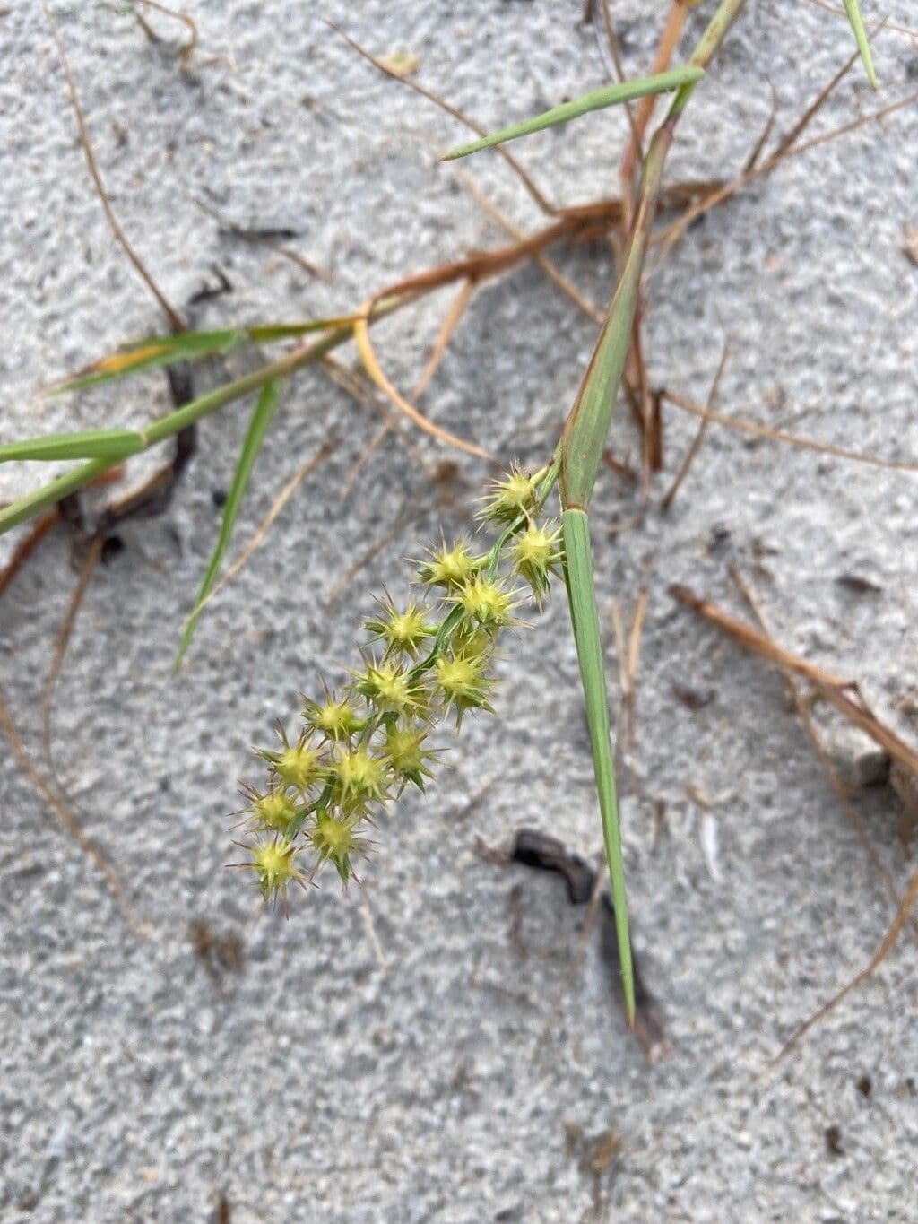 Cenchrus longispinus 9