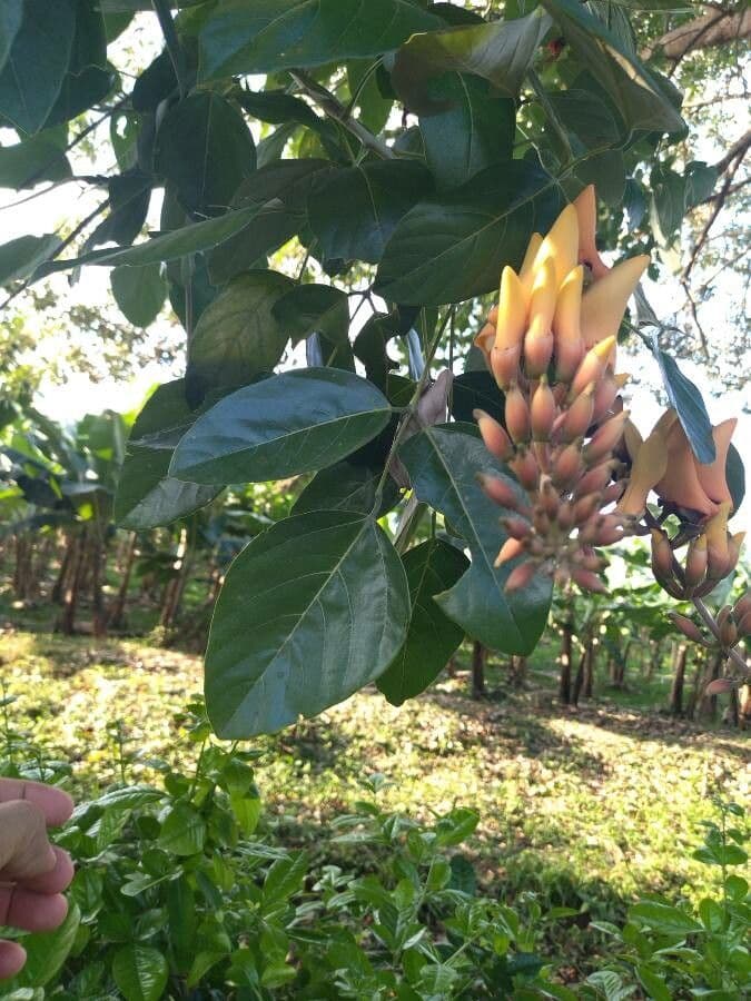 Erythrina bruna 18