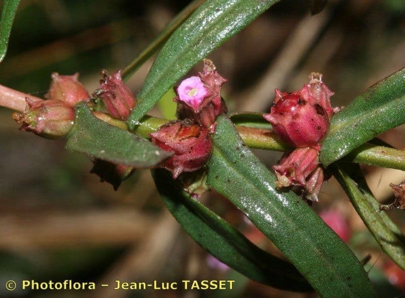 Ammania robusta 4