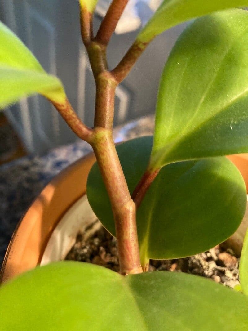 Peperomia 21