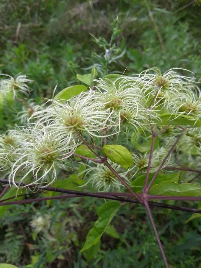 Clematide virginiana 8