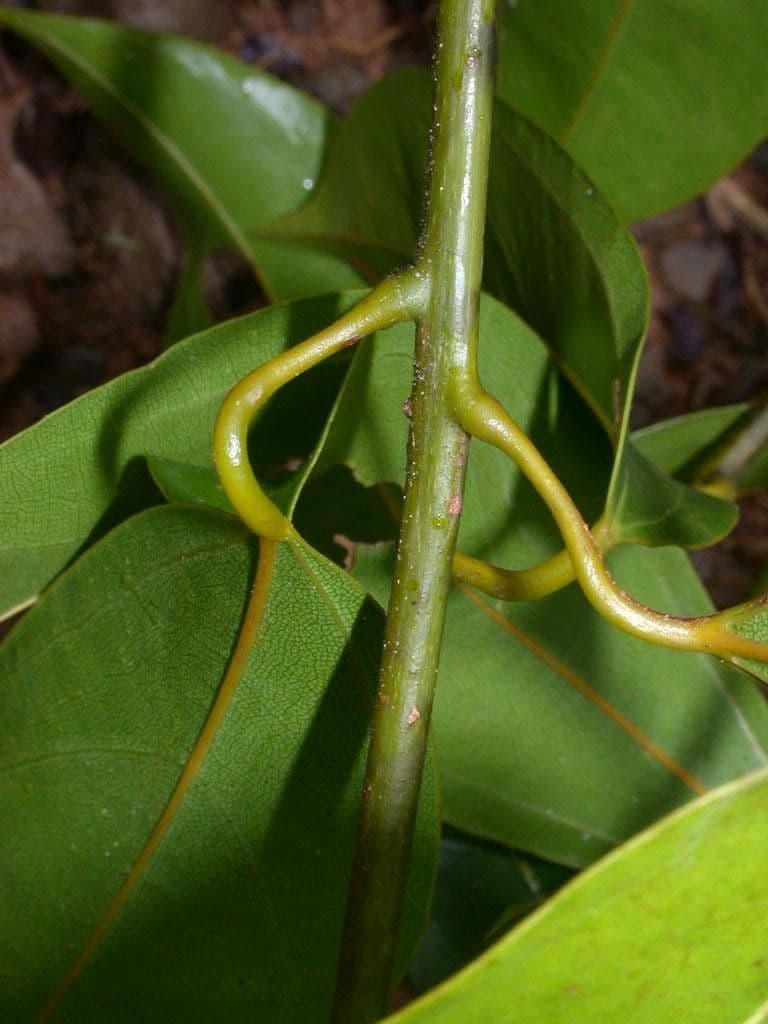 Anomospermum reticulatum 12