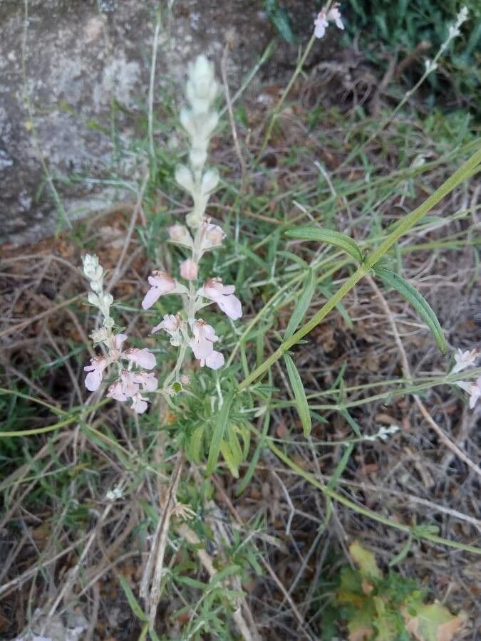 Teucrium