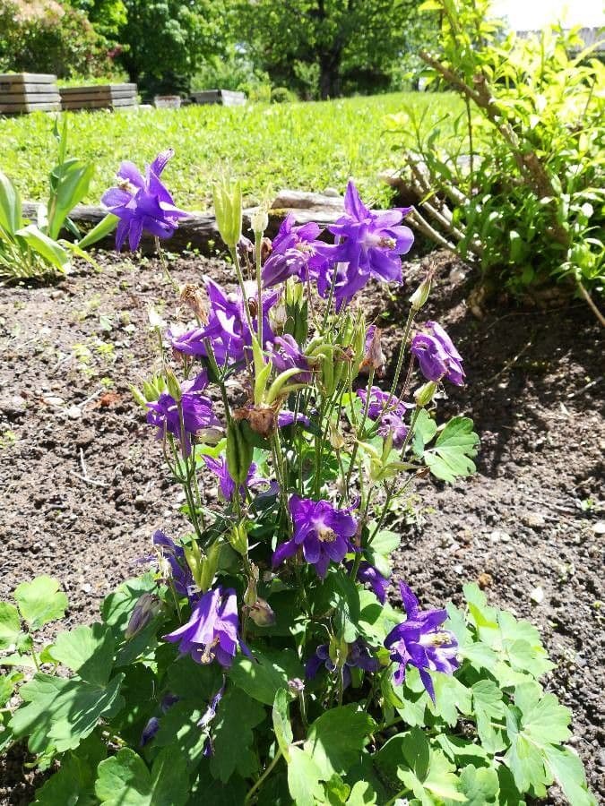 Alpine columbine 13