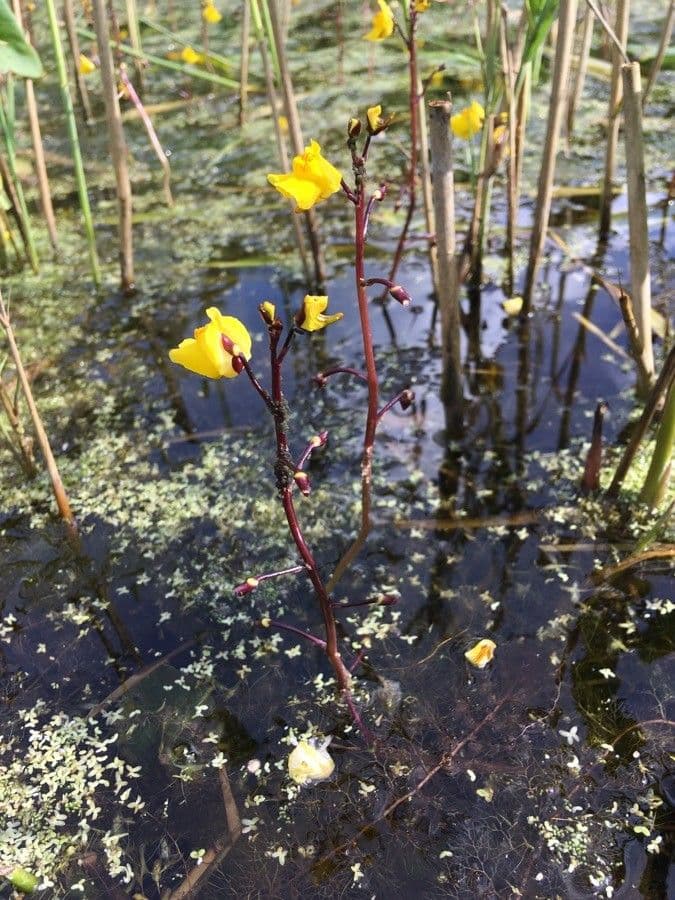Utricularia común 2