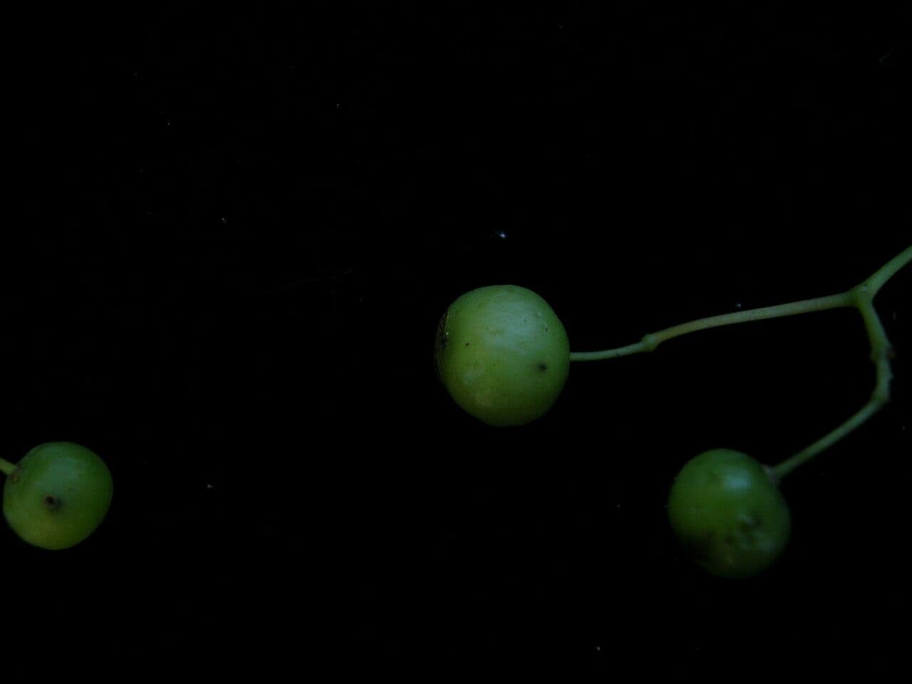 Tetrastigma