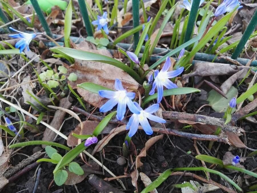 Scilla di Boissier 22