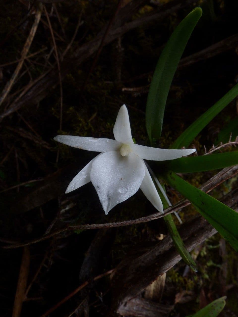Angraecum 3