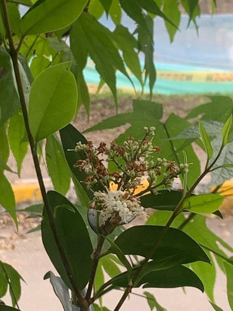 Ehretia 3