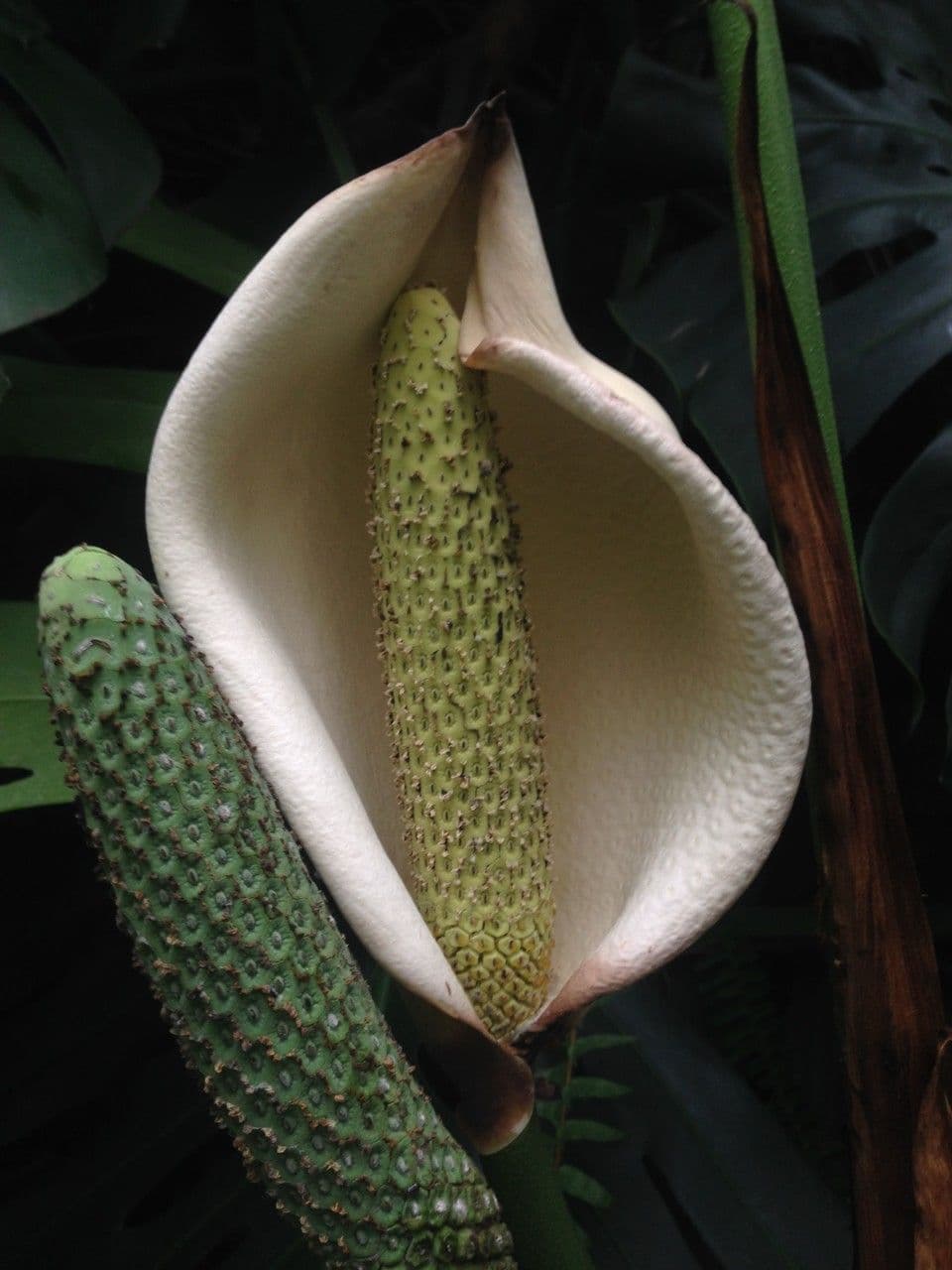 Monstera lahodná 7