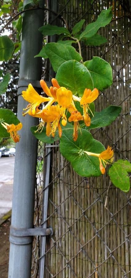 Caprifoglio giallo 3