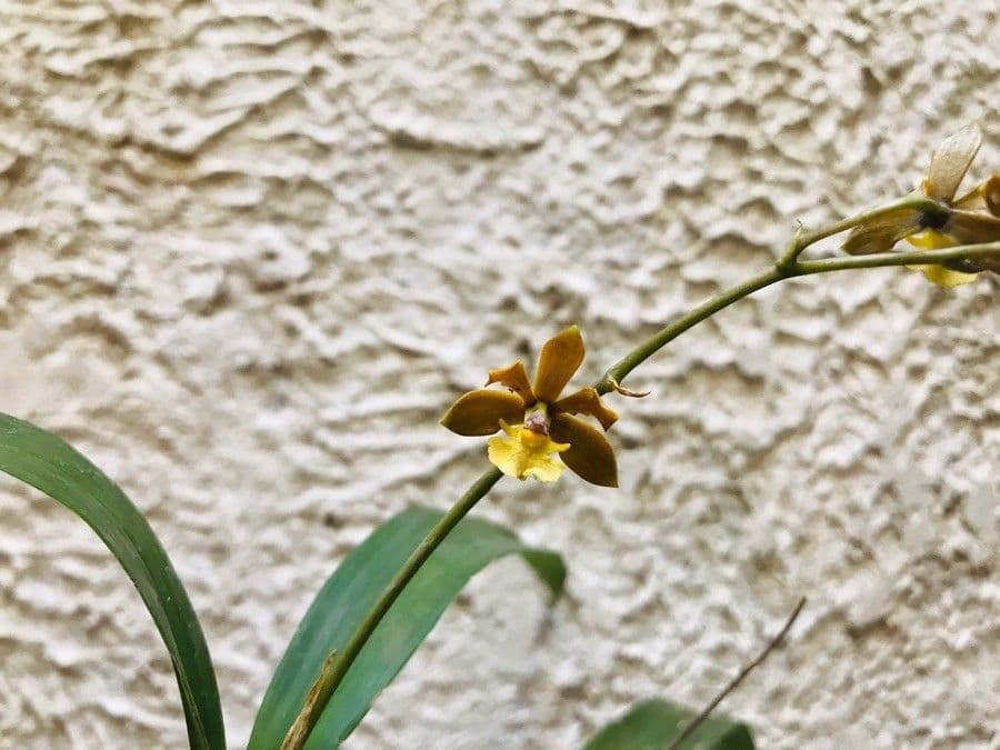 Prosthechea varicosa 3