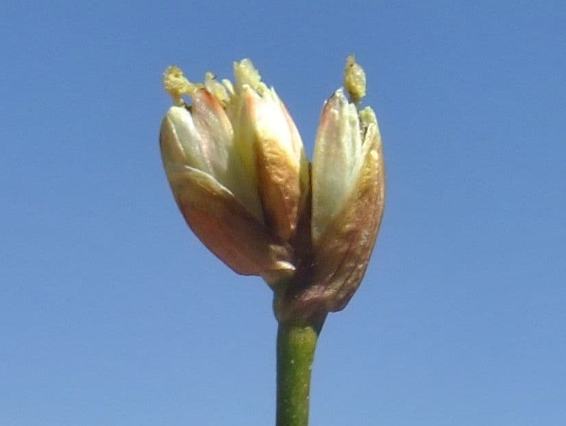 Jonc à trois fleurs 6