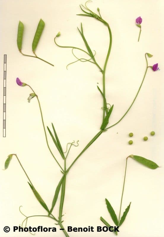 Cicerchia pelosa 25