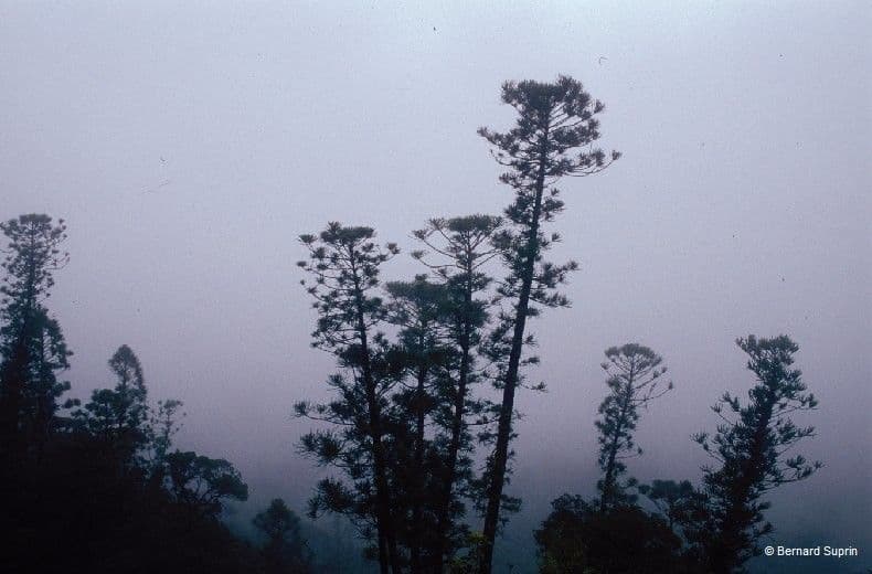 Blahočet
