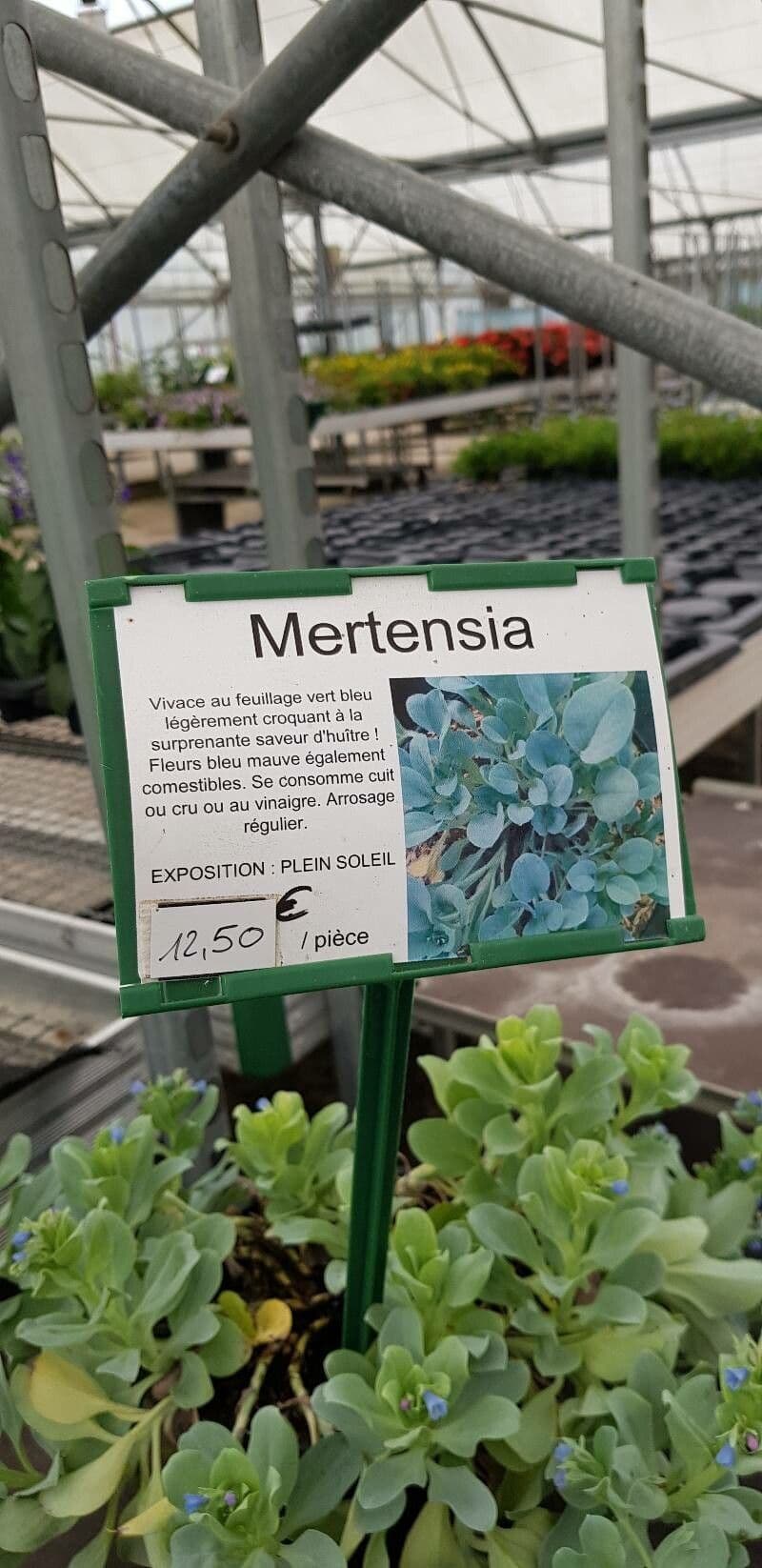 Mertensia marittima 19
