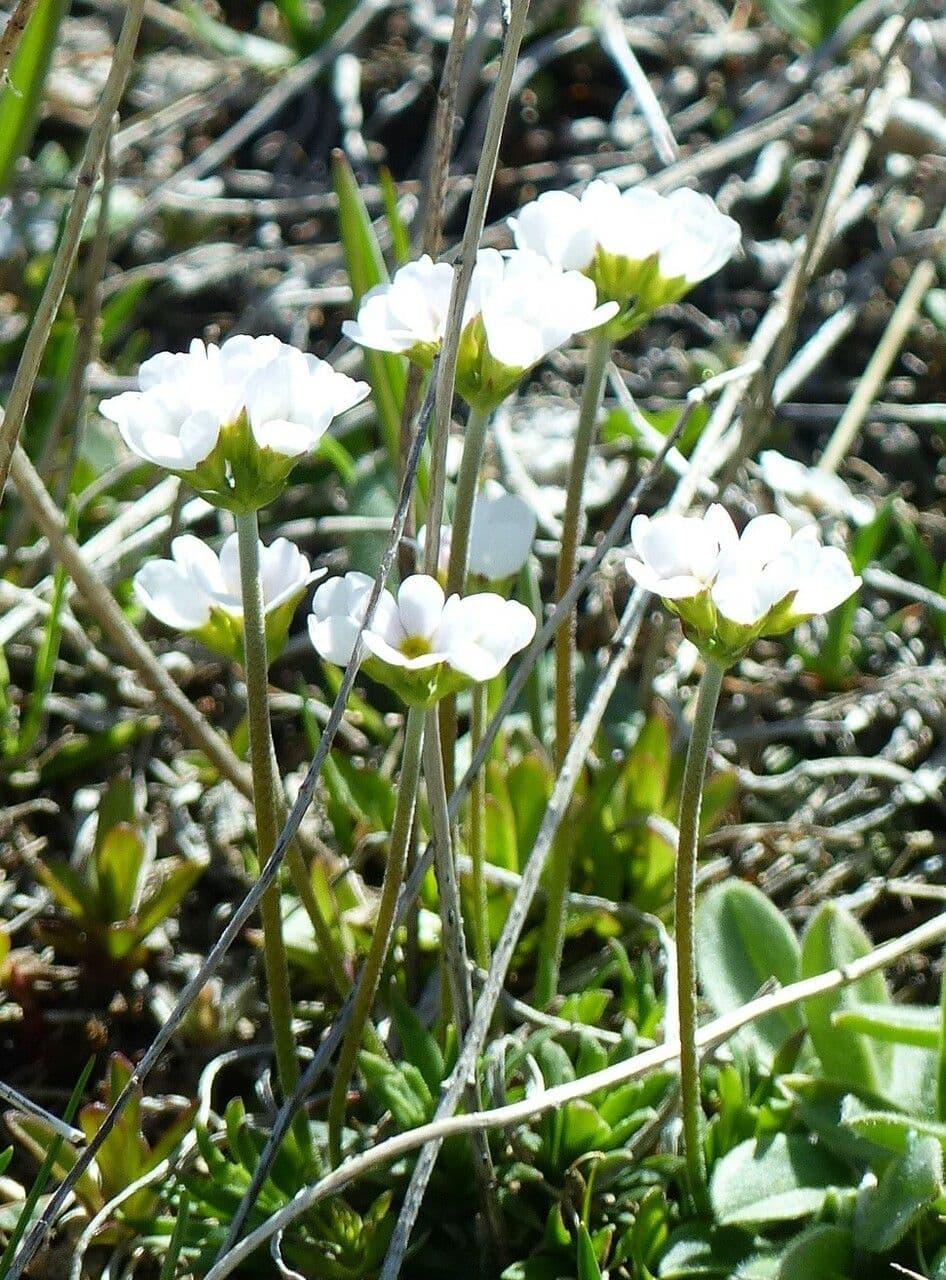 Androsace 13