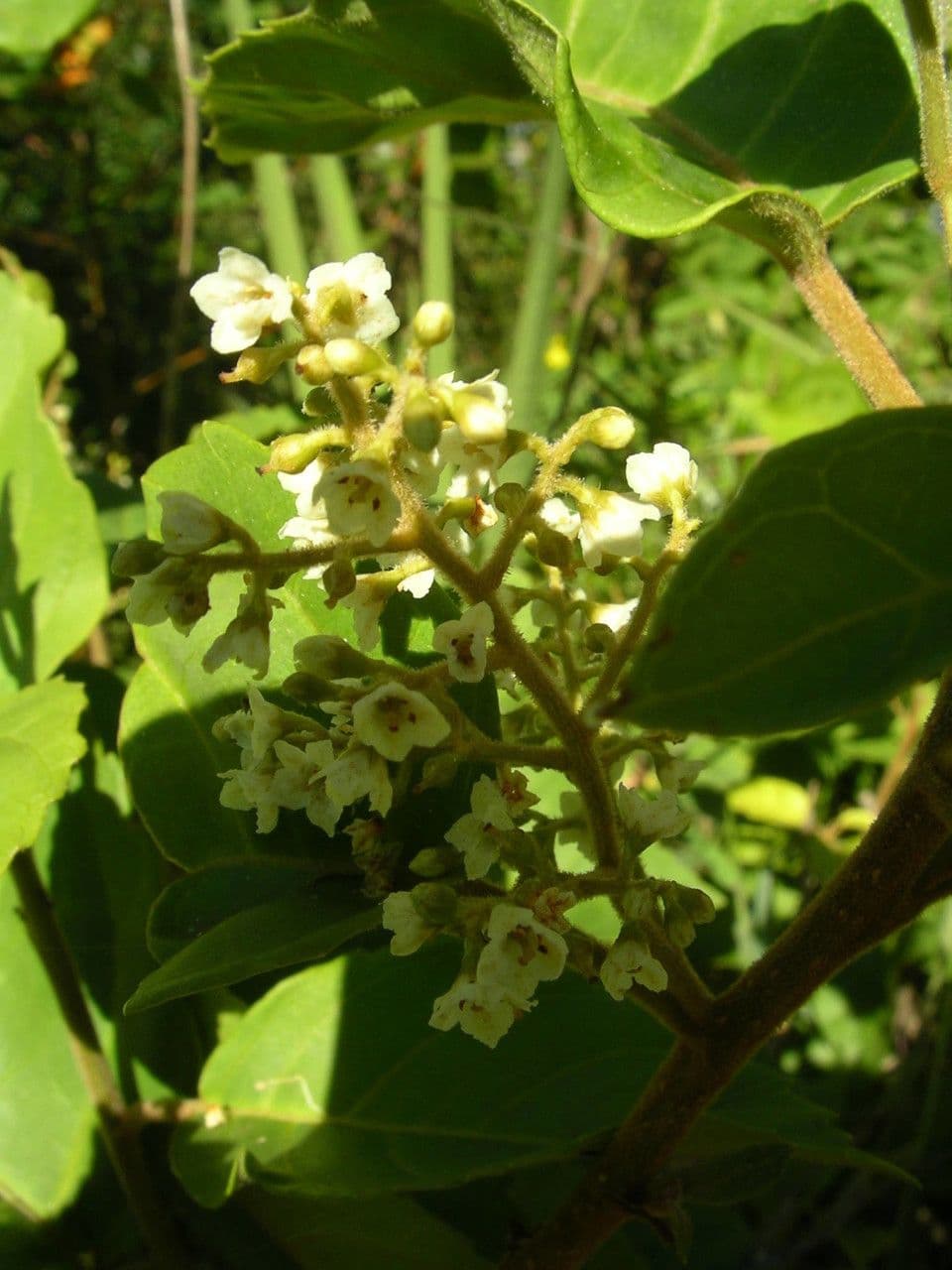 Maesa 3