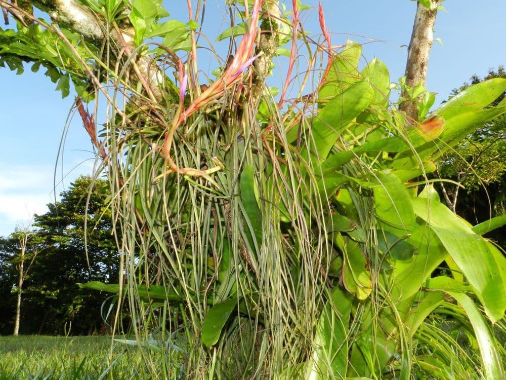 Tillandsia flexueuse 7