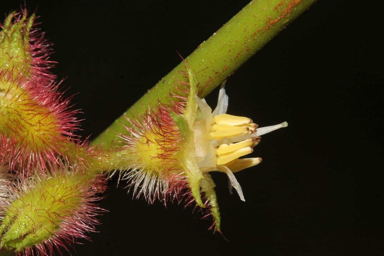 Ossaea 6