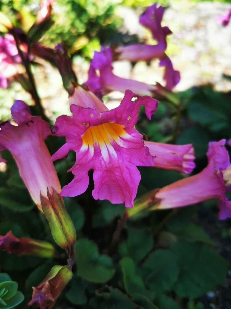 Incarvillea