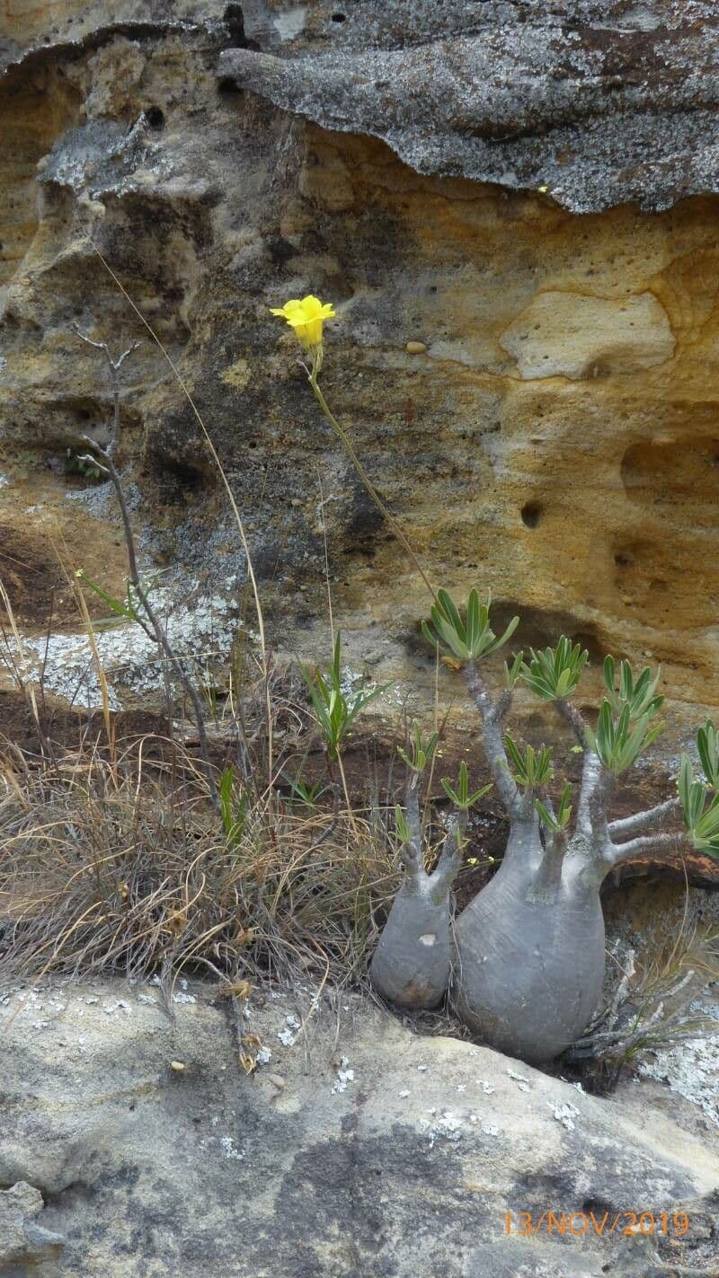 Pachypodium 15