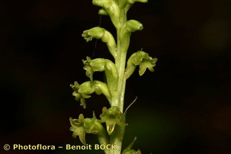 Gennaria diphylla 5