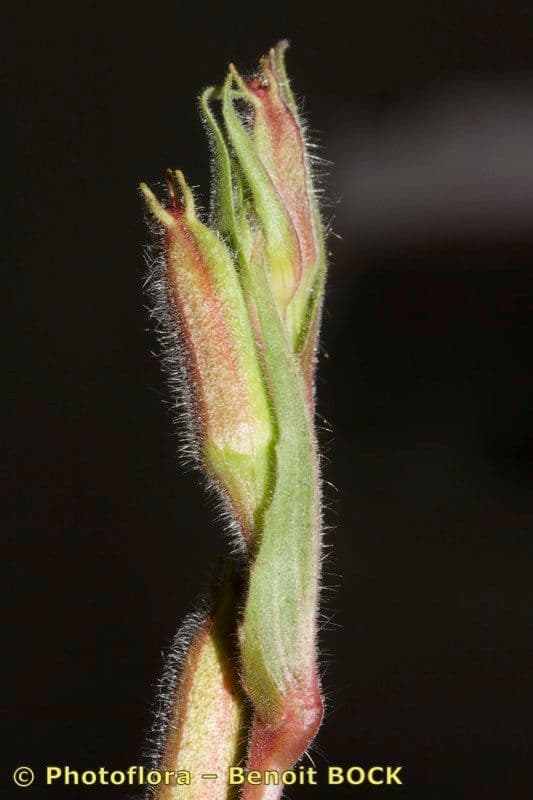 Onagra stricta