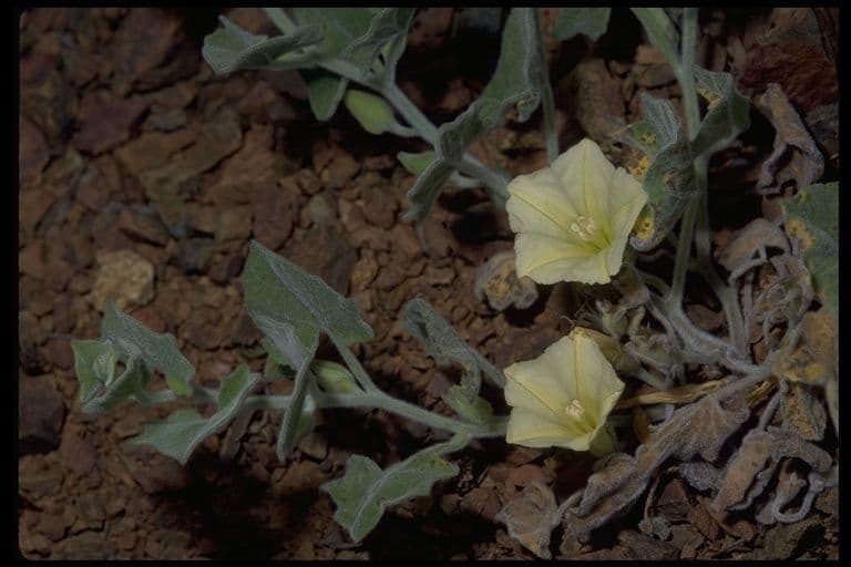 Calystegia finta della Sierra 7