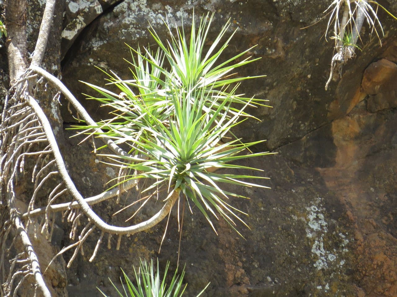 Dracena 14