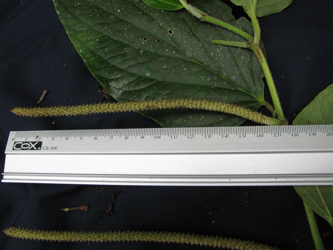 Dicknerviger Pfeffer 12