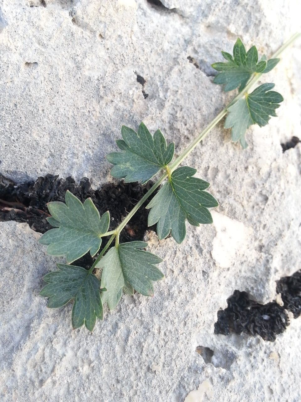 Pimpinella tragium 16